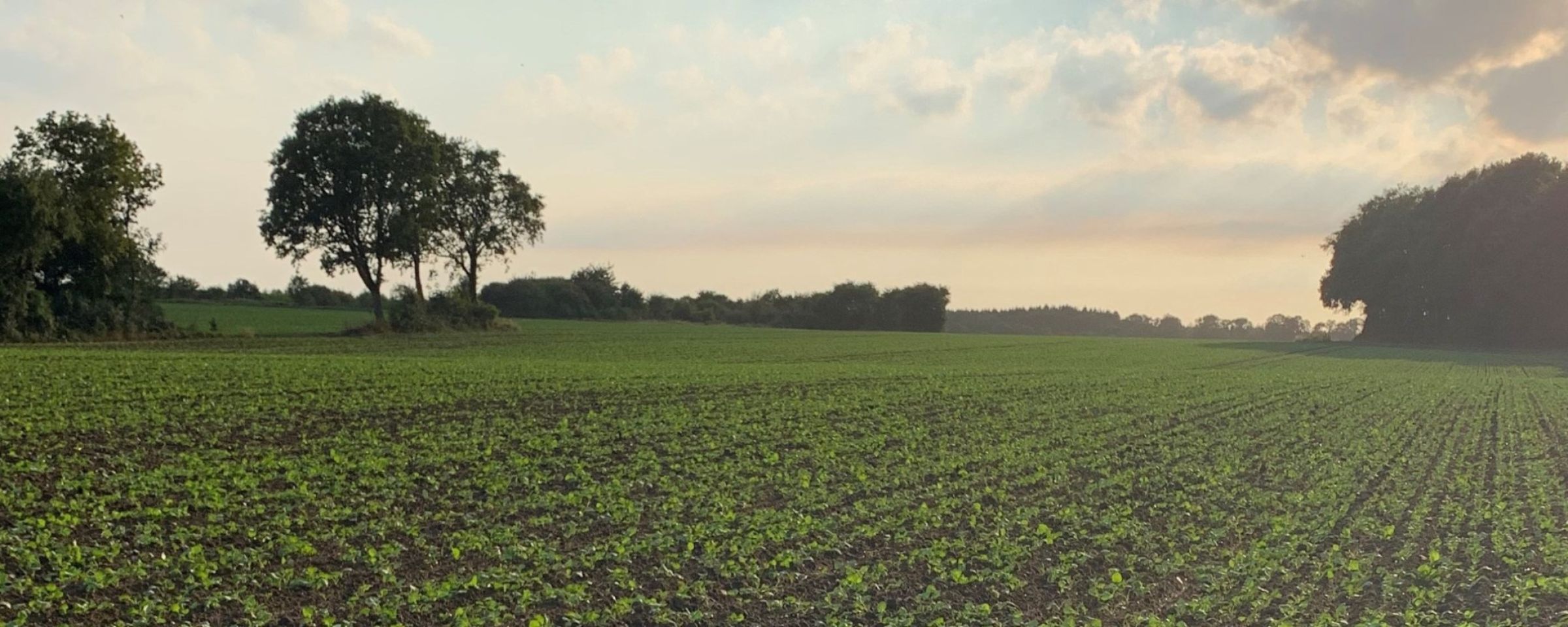 Raps-nysaaet_2048x819