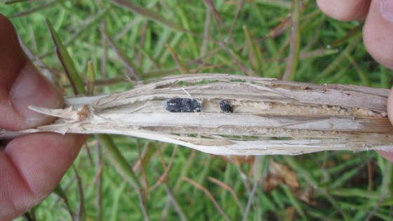 Sclerotinia